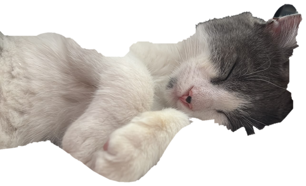 Un gato dormido plácidamente, mientras el sitio se termina de construir